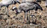 Common crane / Eurasian crane