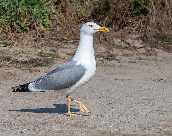 Yellow legged gull
