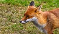 Red fox