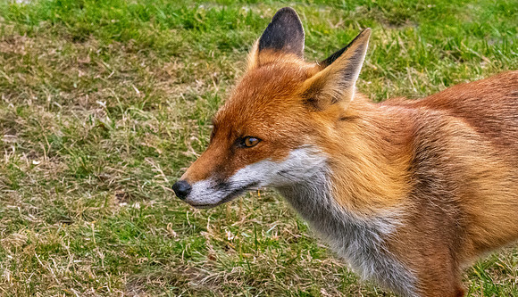 Red fox