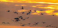 Common crane / Eurasian crane