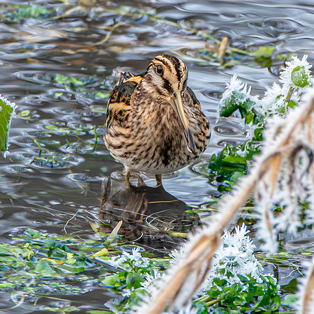 Jack snipe