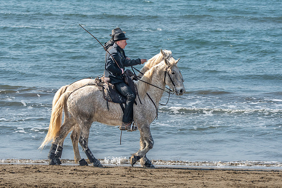 Camargue white horse