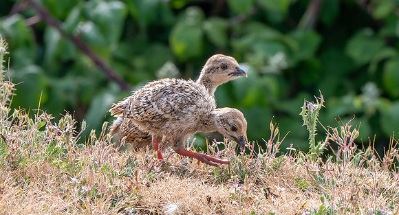 Red legged partridge chicks