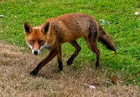 Red fox