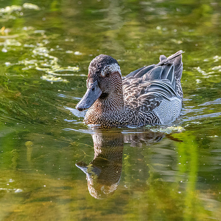 Garganey duck