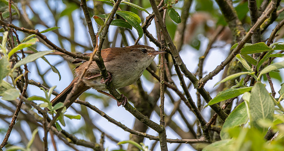 Cetti's warbler