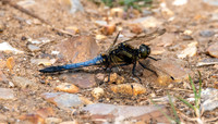 Black tailed skimmer