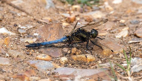 Black tailed skimmer