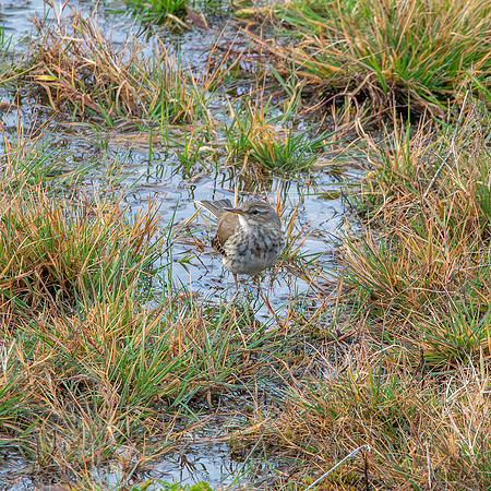 Water pipit