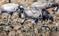 Common crane / Eurasian crane