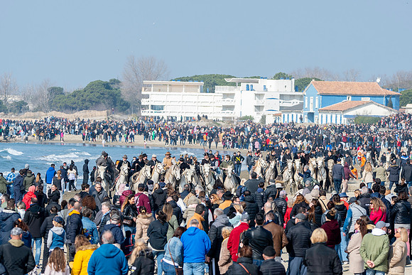 Camargue white horse