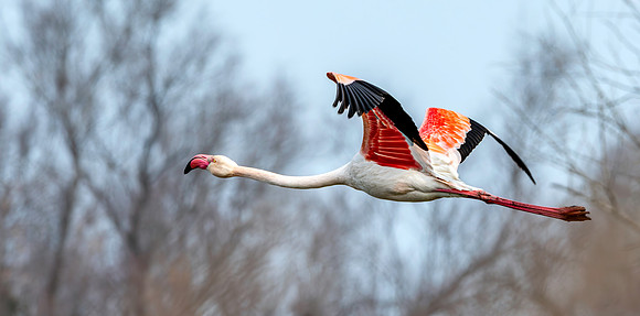 Greater flamingo