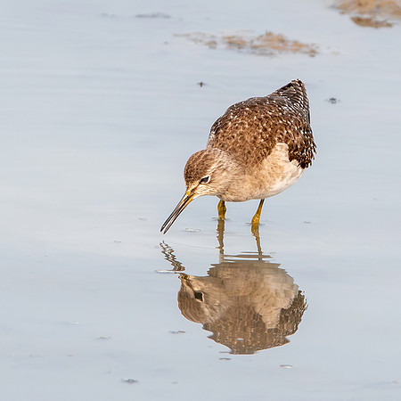 Wood sandpiper
