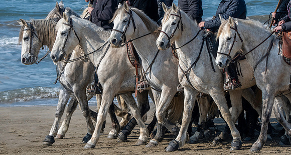 Camargue white horse