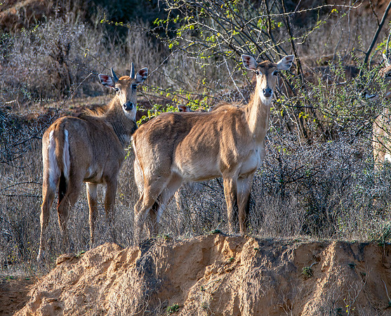 Nilgai / blue bull antelope, female