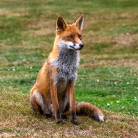 Red fox