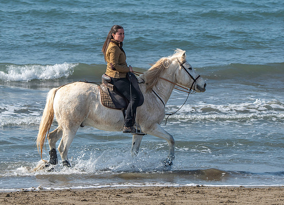 Camargue white horse