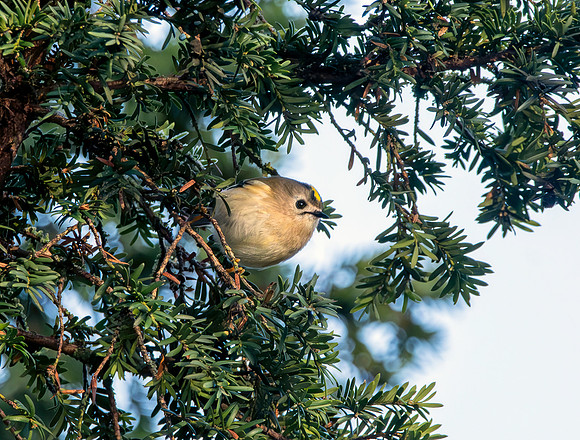 Goldcrest