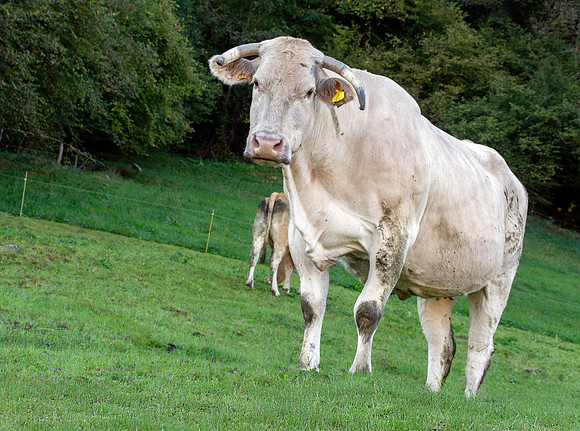 Charolais cattle