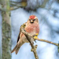 Lesser redpoll
