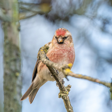Lesser redpoll