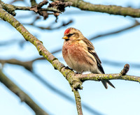 Lesser redpoll