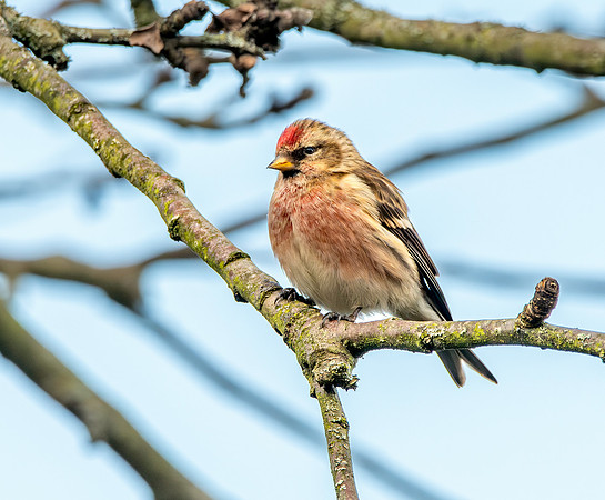 Lesser redpoll
