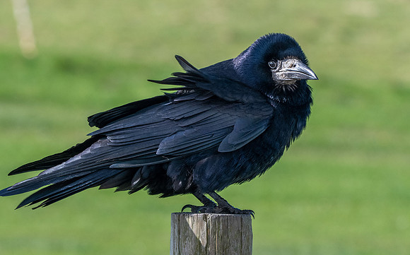 Rook