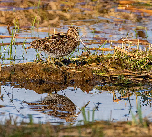 Common snipe