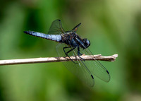 Scarce chaser