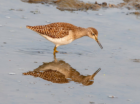 Wood sandpiper
