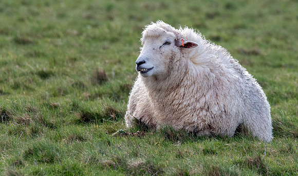 Romney sheep