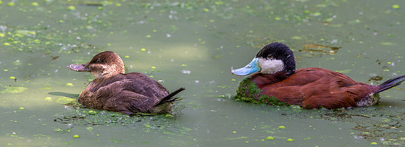 Ruddy duck – male and female