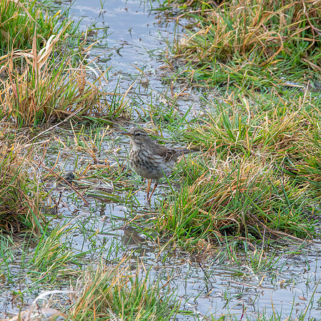 Water pipit