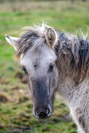 Konik horse
