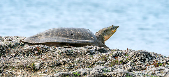 Indian softshell turtle
