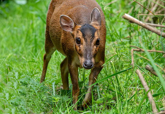 Muntjac
