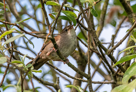 Cetti's warbler
