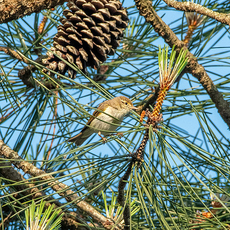 Bonelli's warbler (Western)
