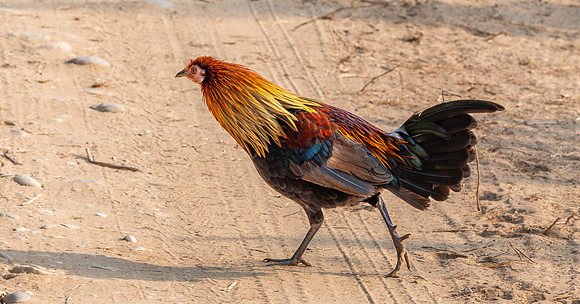 Red junglefowl