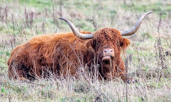 Highland cattle