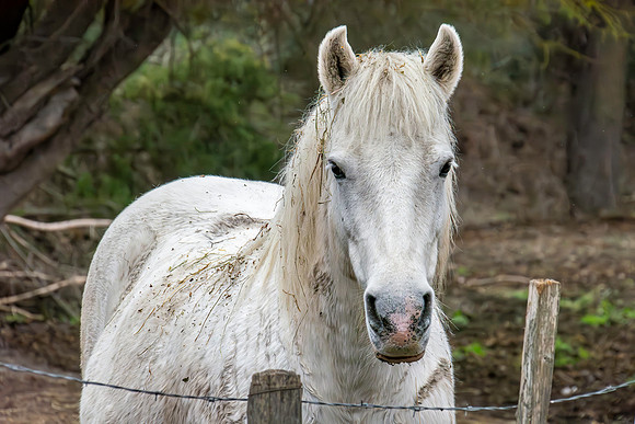 Camargue white horse