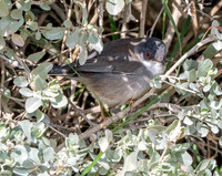 Sardinian warbler