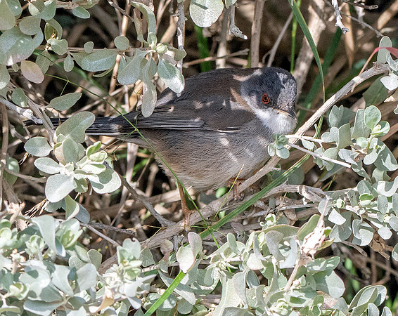Sardinian warbler