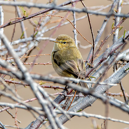 Chiffchaff