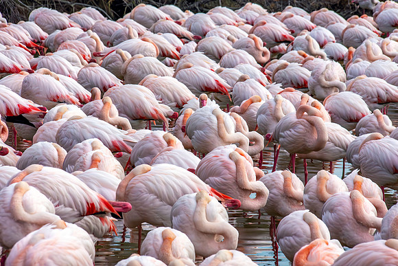 Greater flamingo