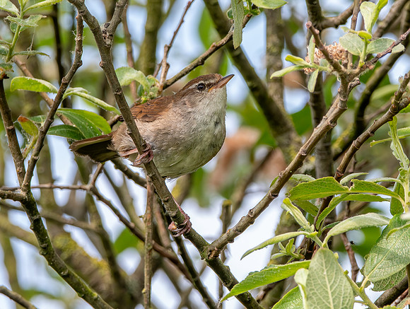 Cetti's warbler