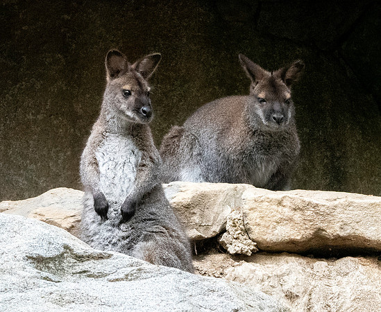 Red necked wallaby