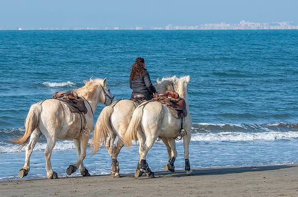 Camargue white horse